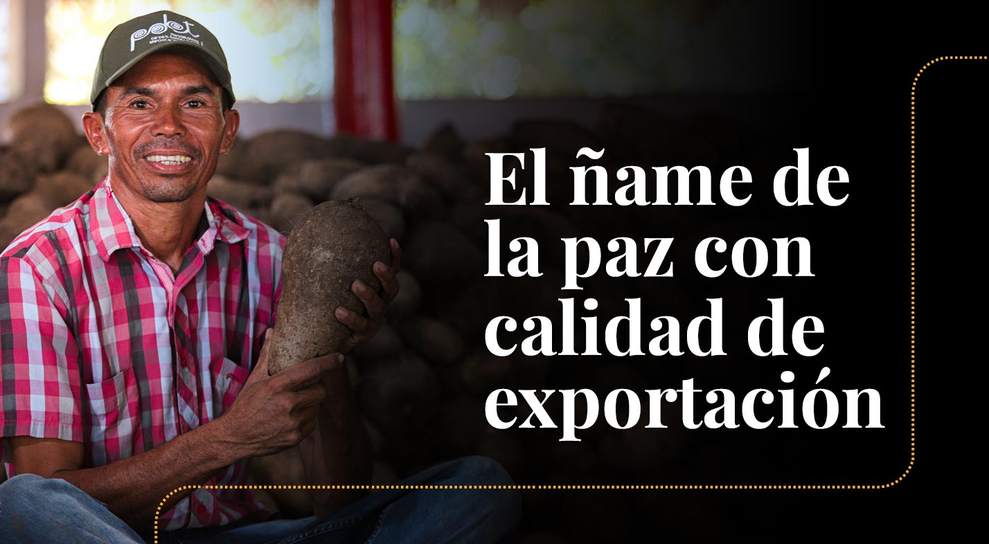 En los Montes de María se cosecha el ñame de la paz con calidad de exportación