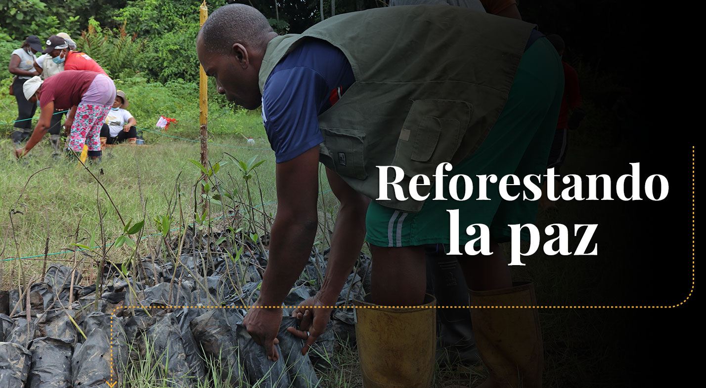 cronica reforestando la paz