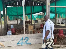 Entrega de gallinas ponedoras