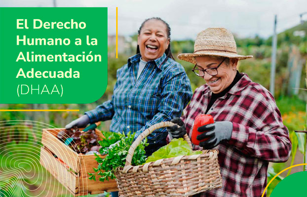 Enlace a infografía de Derecho Humano a la Alimentación Adecuada