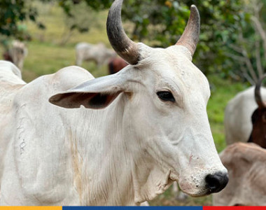 Convenio entre ART y Coojapal fortalecerá tejidos sociales en el Guaviare