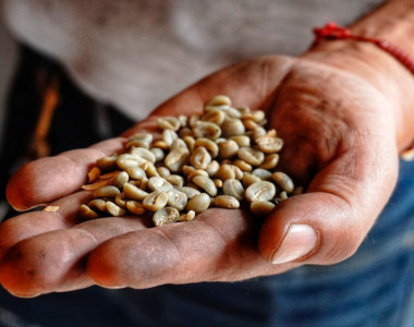 Mano sosteniendo granos de café