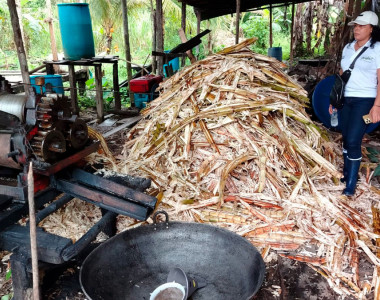 Colaboradora de la ART en procesadora de caña