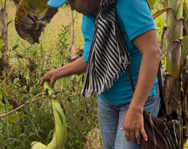 Mujer campesina con cultivo de plátano