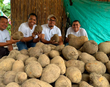 Campesinos de la vereda Berruguita con cosecha de Ñame