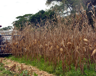 Maquinaria agrícola cosechando maíz