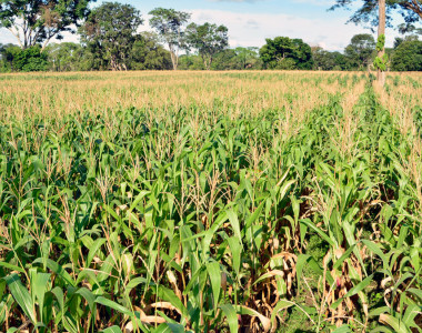 Cultivo de maíz