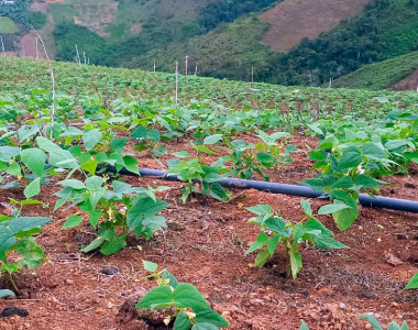 Sistema de riesgo en cultivo