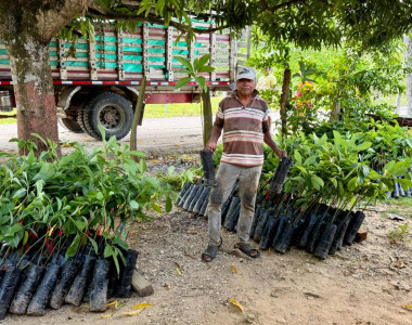 Agricultores de Colosó recibiendo plántulas de aguacate