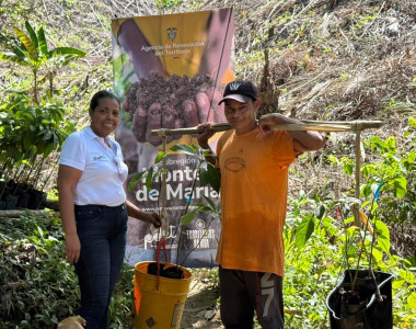 Agricultores de Colosó recibiendo plántulas de aguacate