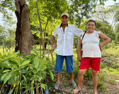 Agricultores de Colosó recibiendo plántulas de aguacate