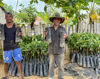 Agricultores de Colosó recibiendo plántulas de aguacate