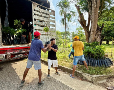 Agricultores de Colosó recibiendo plántulas de aguacate