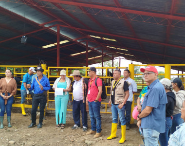 Ganaderos de Fortul en entrega de semovientes