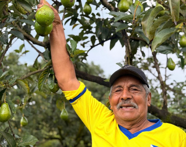 Agricultor cosechando un aguacate