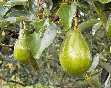 Aguacates