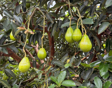 Aguacates