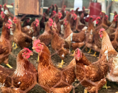 Entrega de gallinas ponedoras