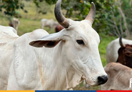 Convenio entre ART y Coojapal fortalecerá tejidos sociales en el Guaviare