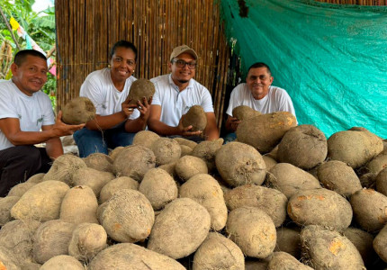 Campesinos de la vereda Berruguita con cosecha de Ñame