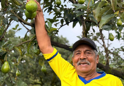 Agricultor cosechando un aguacate
