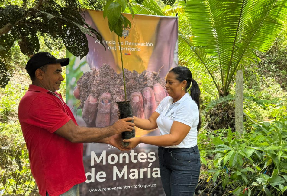 Coordinadora de la ART en Montes de María entregando una plántula de aguacate