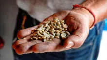 Mano sosteniendo granos de café