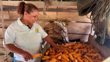Mujer campesina con cosecha de maiz