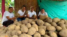Campesinos de la vereda Berruguita con cosecha de Ñame