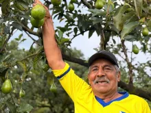 Agricultor cosechando un aguacate