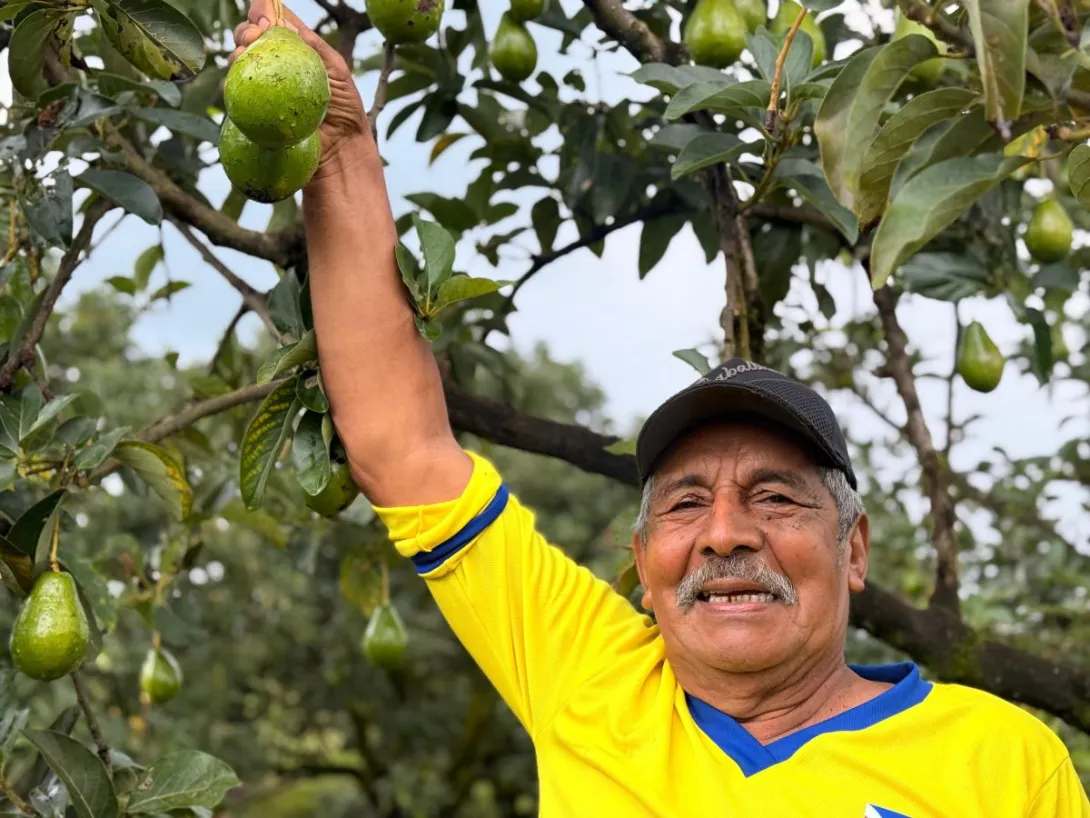 Agricultor cosechando un aguacate