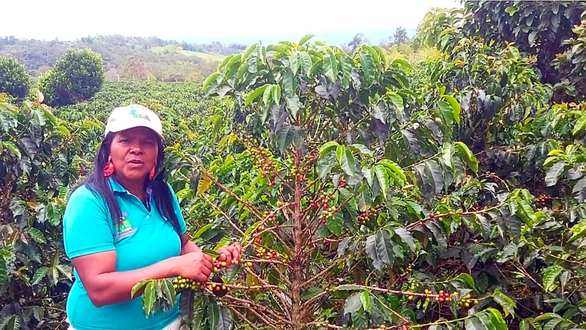 Mujer en cultivo de café